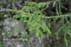 Picea orientalis