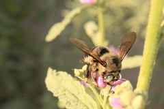 Xylocopa tabaniformis pallidiventris
