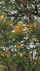 Erythrostemon mexicanus