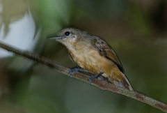 Myrmotherula menetriesii