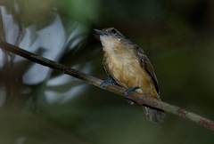 Myrmotherula menetriesii