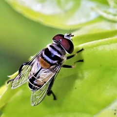 Palpada vinetorum