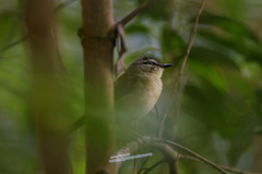 Myiothlypis rivularis