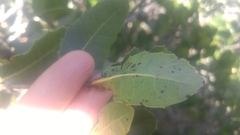 Quercus parvula parvula