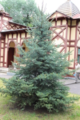 Picea pungens