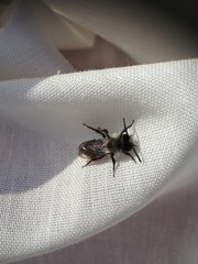 Andrena cineraria