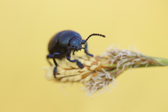 Timarcha goettingensis