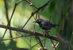 Ihering's Antwren photo 1