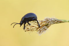 Timarcha goettingensis