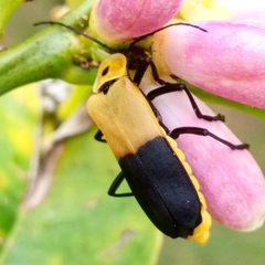 Chauliognathus heros