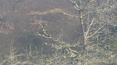 Aphelocoma insularis