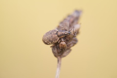 Peritelus sphaeroides