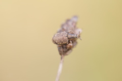 Peritelus sphaeroides