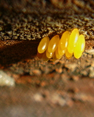Coccinella septempunctata