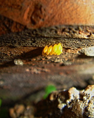 Coccinella septempunctata