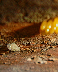 Coccinella septempunctata