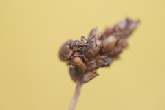 Peritelus sphaeroides