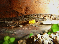 Coccinella septempunctata
