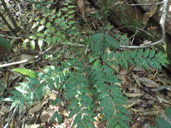 Geissospermum argenteum