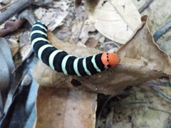 Isognathus swainsonii