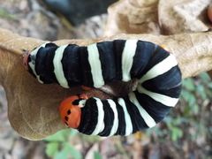 Isognathus swainsonii