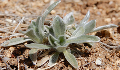 Tetraneuris argentea