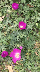 Callirhoe involucrata