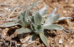 Tetraneuris argentea