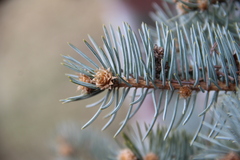 Picea pungens