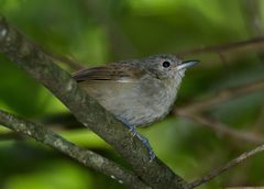 Myrmotherula unicolor