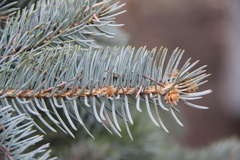 Picea pungens