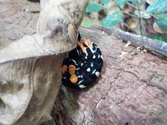 Isognathus swainsonii