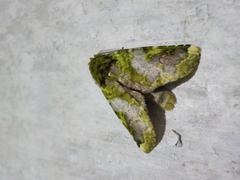Disphragis livida