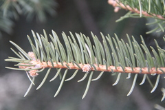Picea pungens