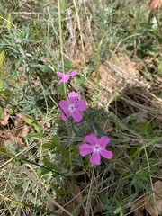 Phlox speciosa
