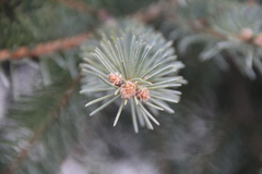 Picea pungens