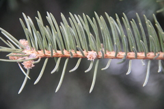 Picea pungens