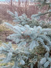 Picea pungens