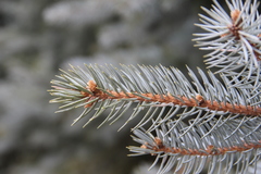 Picea pungens