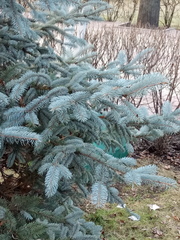 Picea pungens