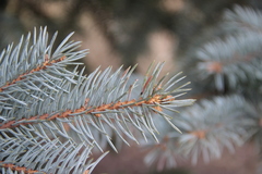 Picea pungens