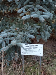 Picea pungens