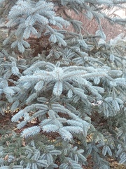Picea pungens