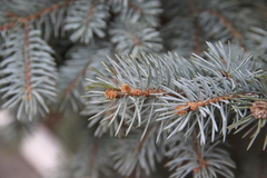 Picea pungens