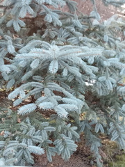 Picea pungens
