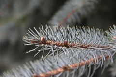 Picea pungens