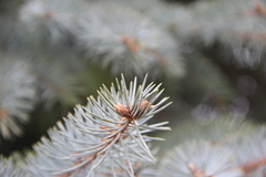 Picea pungens
