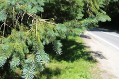 Picea polita