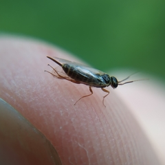 Xyeloidea