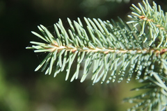 Picea polita